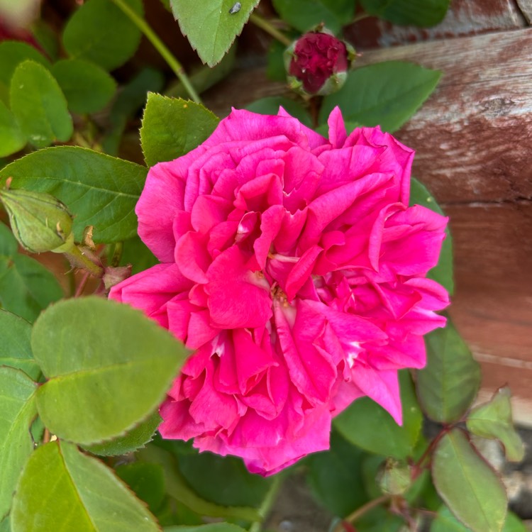 plant image 1733844 plant image 1733844