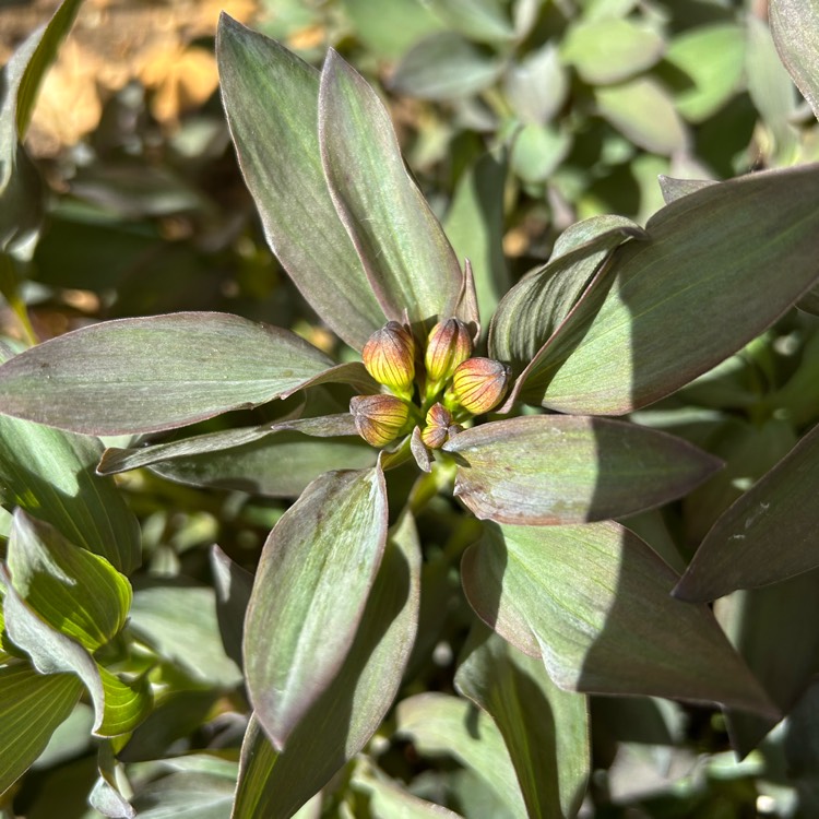 plant image 1734120 plant image 1734120