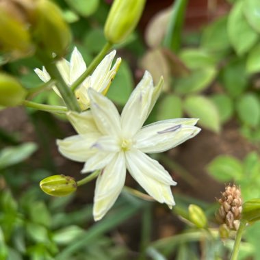 Camassia 'Sacajawea'