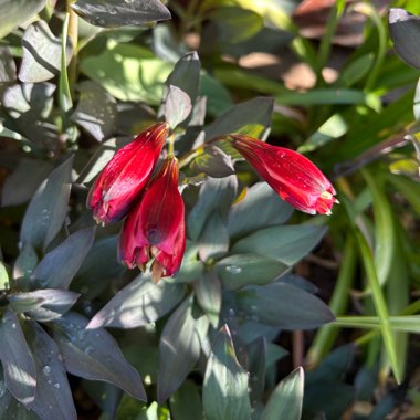 Peruvian Lily 'Indian Summer'
