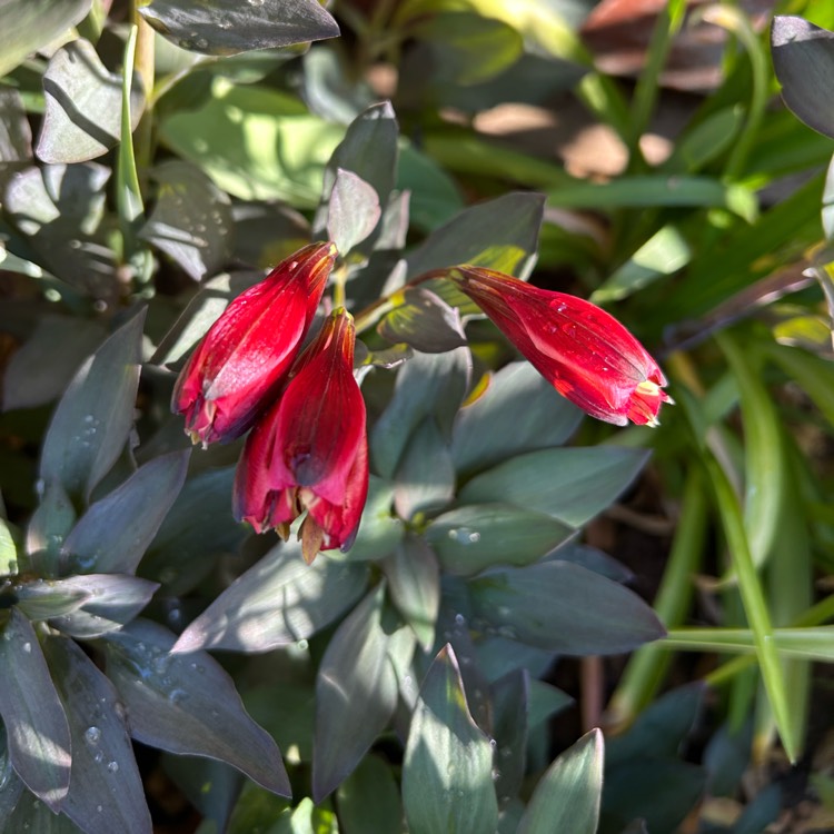 plant image 1734459 plant image 1734459