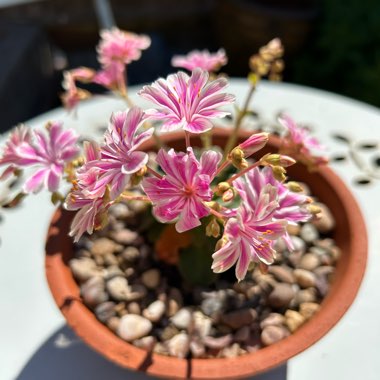 Siskiyou Lewisia