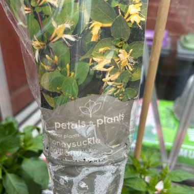 Honeysuckle 'Halliana'