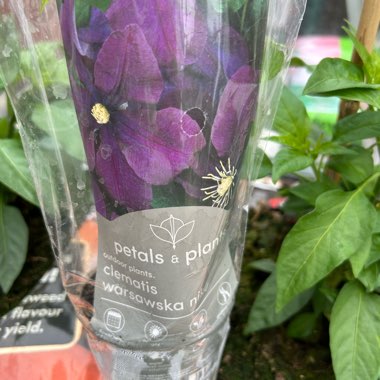 Clematis 'Warsaw Nike'