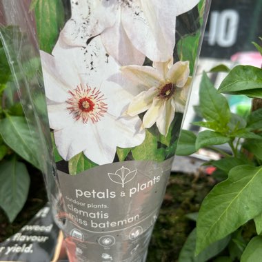 Clematis 'Miss Bateman'