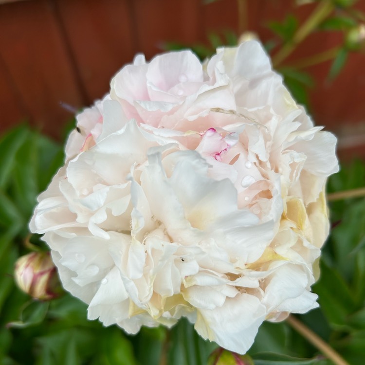 plant image 1734668 plant image 1734668