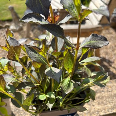 Weigela 'Ebony and Ivory'