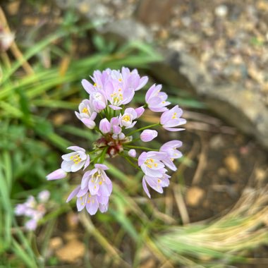 Allium (Species) Rosy-flowered Garlic