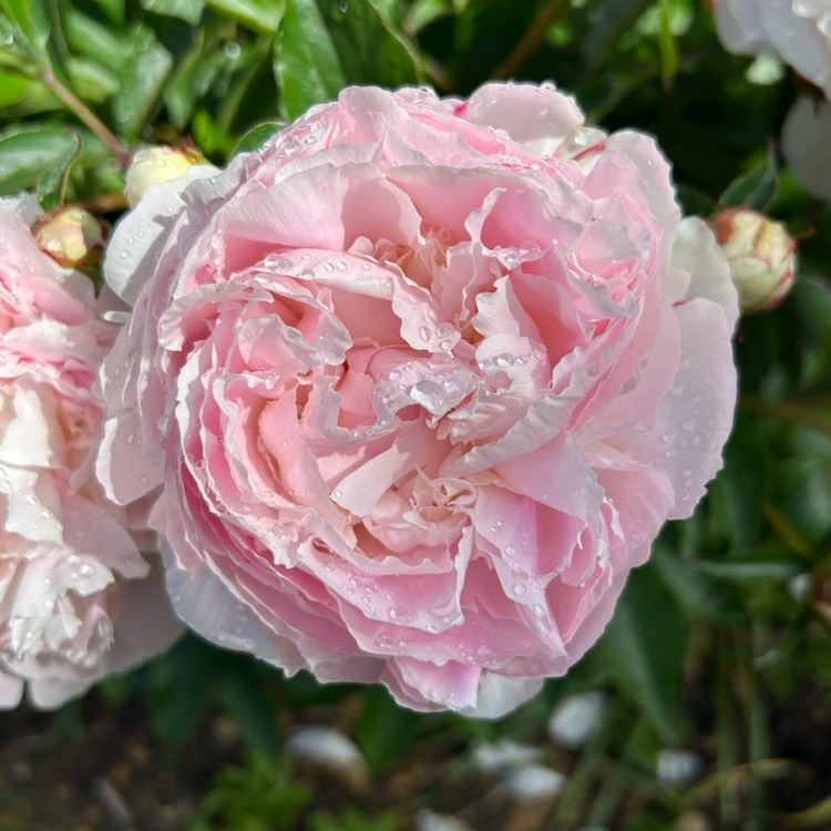 plant image 1735139 plant image 1735139