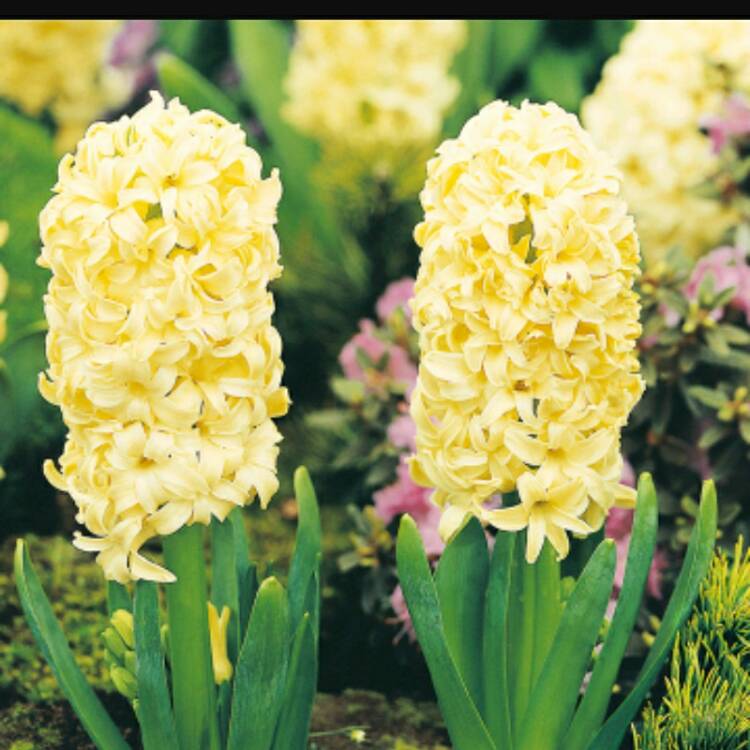 plant image 576792