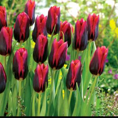 Tulipa 'Muvota'