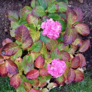 Hydrangea macrophylla 'Altona'