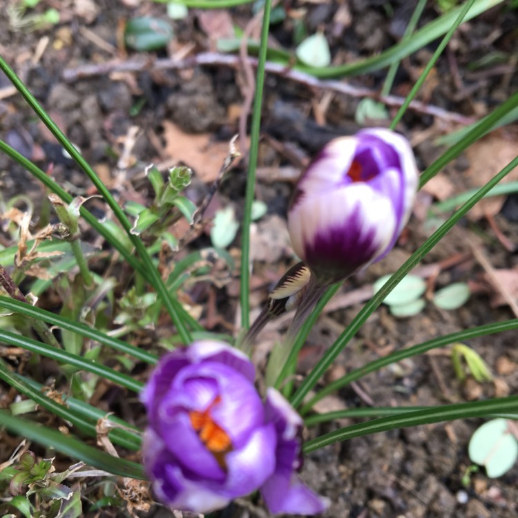 plant image 619168
