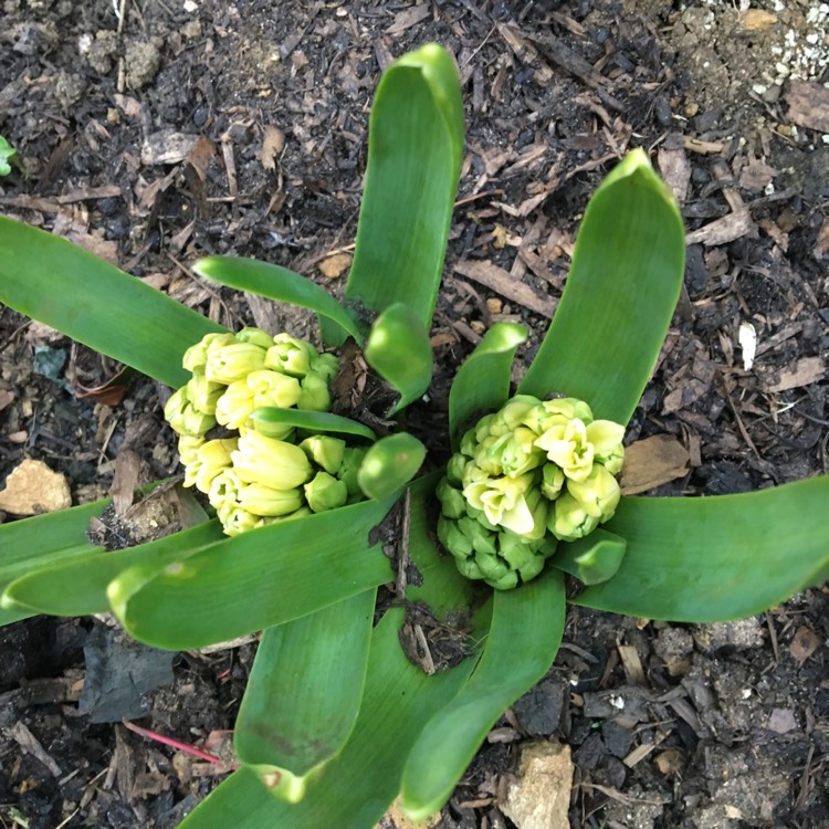 plant image 652419
