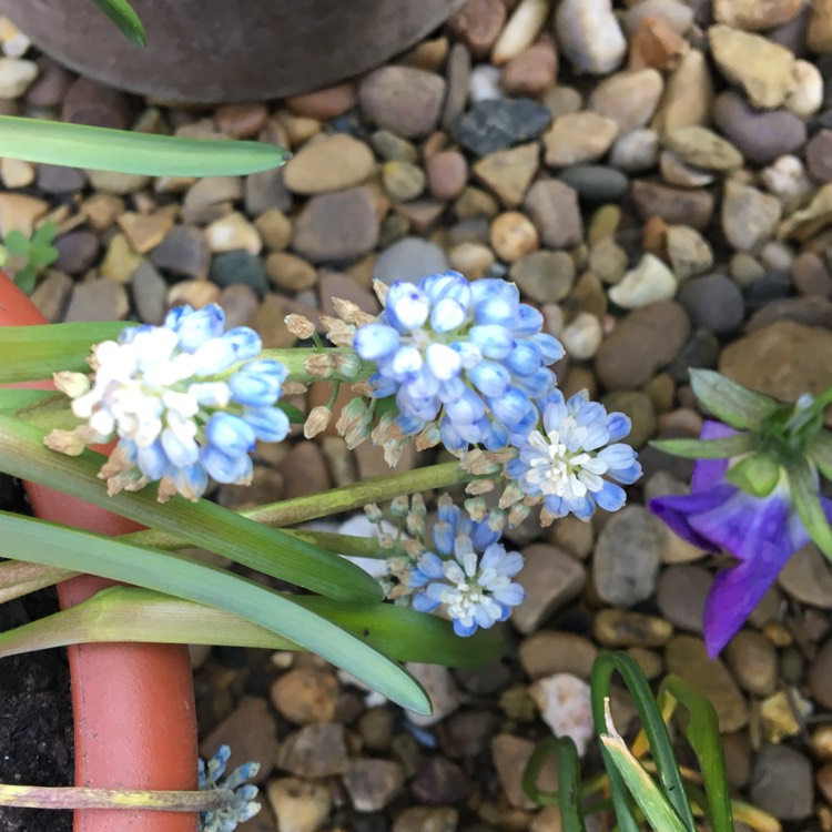 plant image 688925