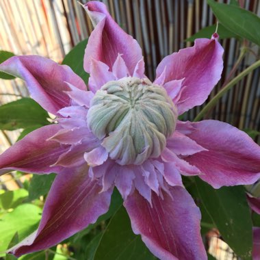 Clematis 'Josephine' (Evijohill)
