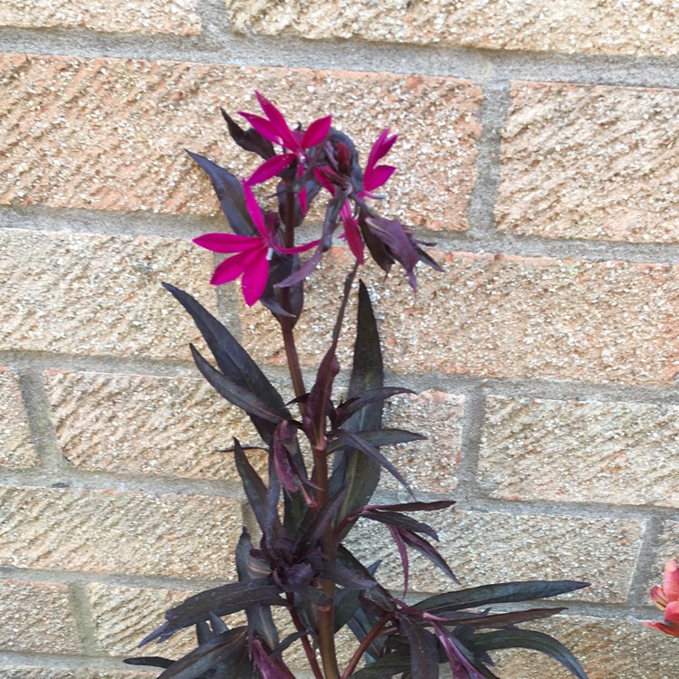 plant image 811311