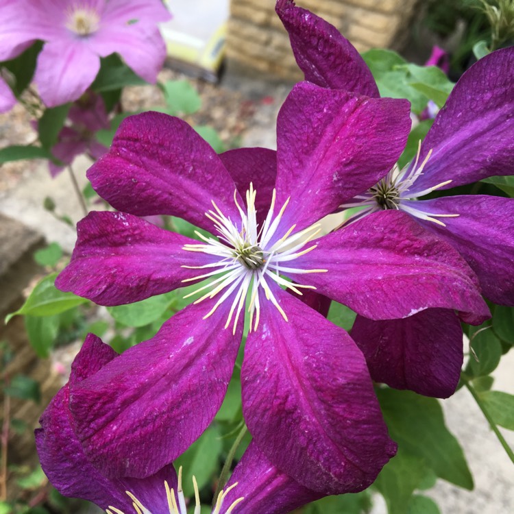 plant image 814433