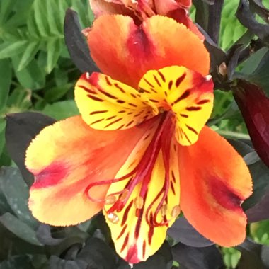 Alstroemeria 'Tesronto' (Summer Paradise Series) syn. Alstroemeria 'Indian Summer'