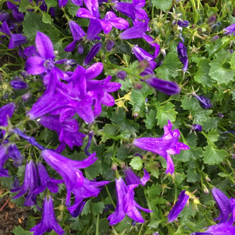 plant image 828314 plant image 828314