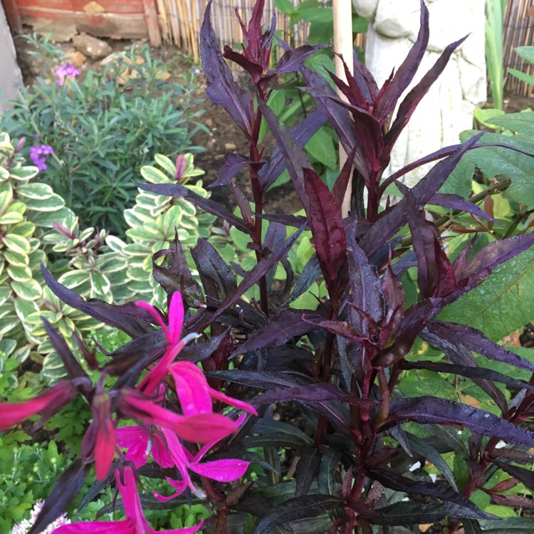 plant image 835186