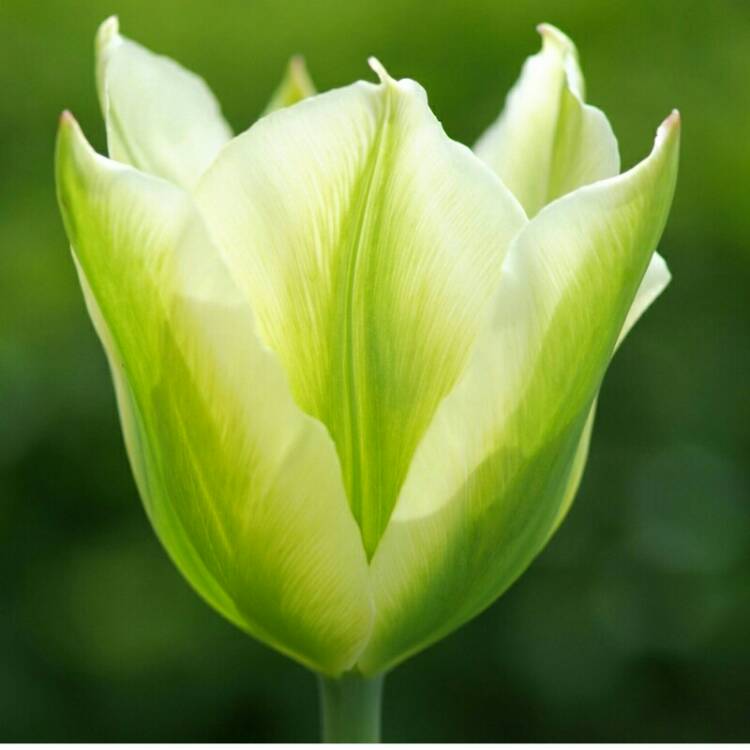 plant image 851209 plant image 851209