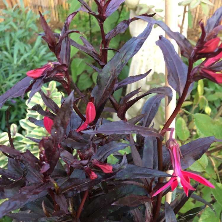 plant image 855654
