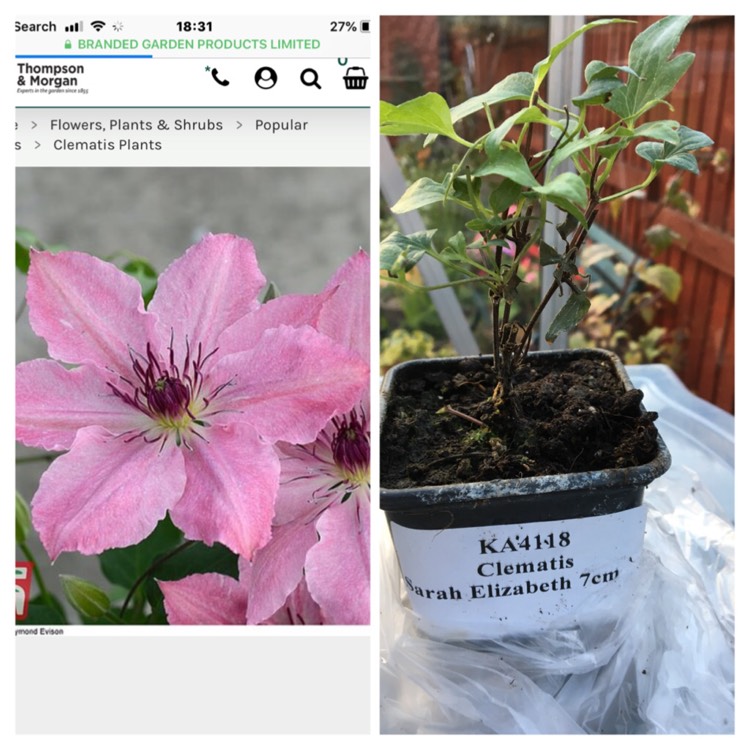 plant image 857387 plant image 857387