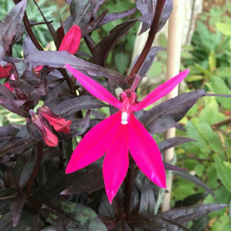 plant image 857845
