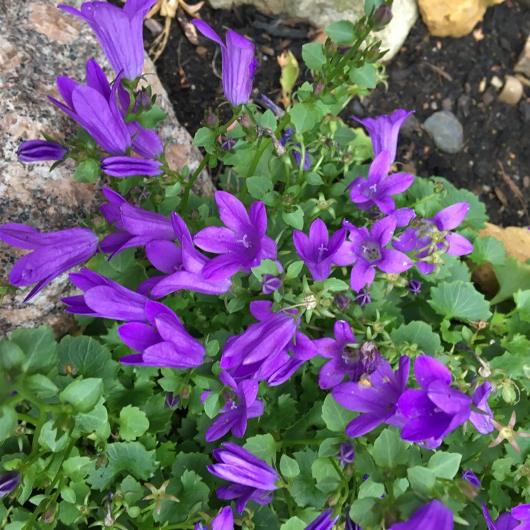 Plant image Campanula 'Get Mee'