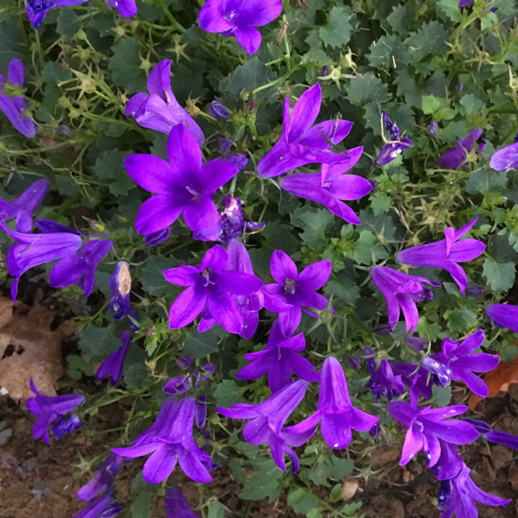 plant image 878722 plant image 878722