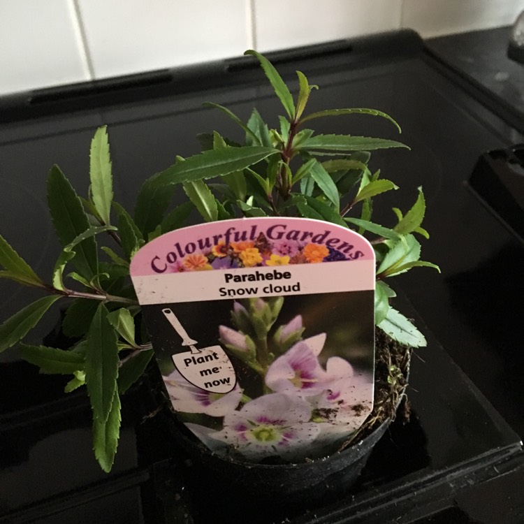 plant image 885430 plant image 885430