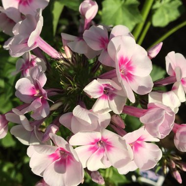 Phlox paniculata 'Adessa Pink Star' (Adessa Series)