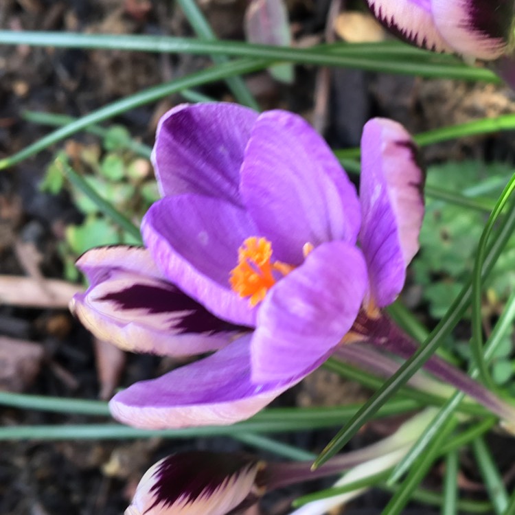 plant image 940346