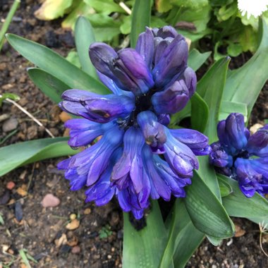 Hyacinthus orientalis 'Blue Jacket'