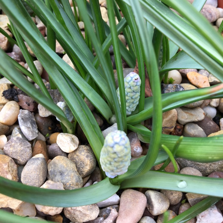 plant image 954739