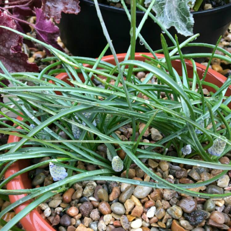 plant image 957928