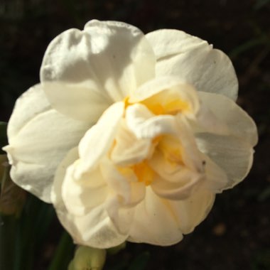 Narcissus 'Bridal Crown'