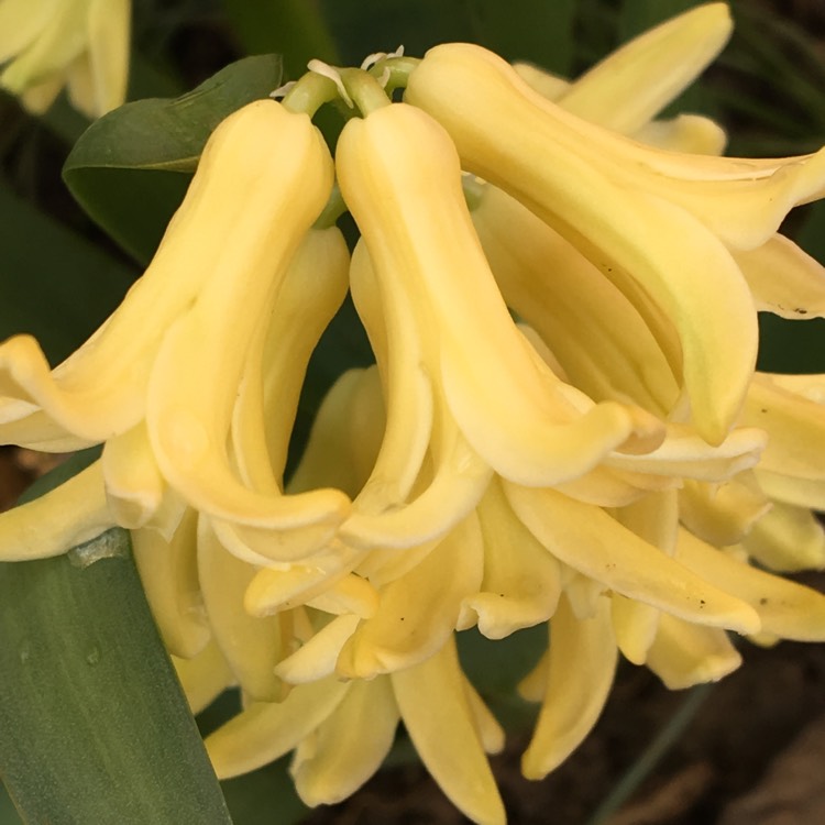 plant image 960308