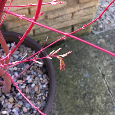Acer palmatum 'Sango-Kaku'