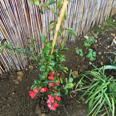 Chaenomeles x superba 'Knap Hill Scarlet'