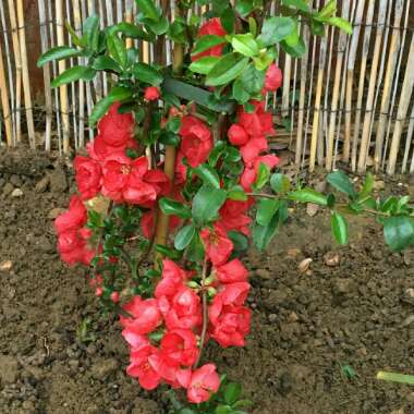 Chaenomeles x superba 'Knap Hill Scarlet'