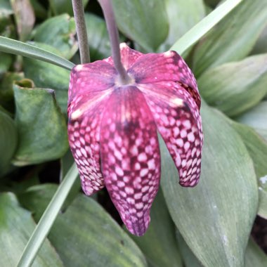 Fritillaria meleagris