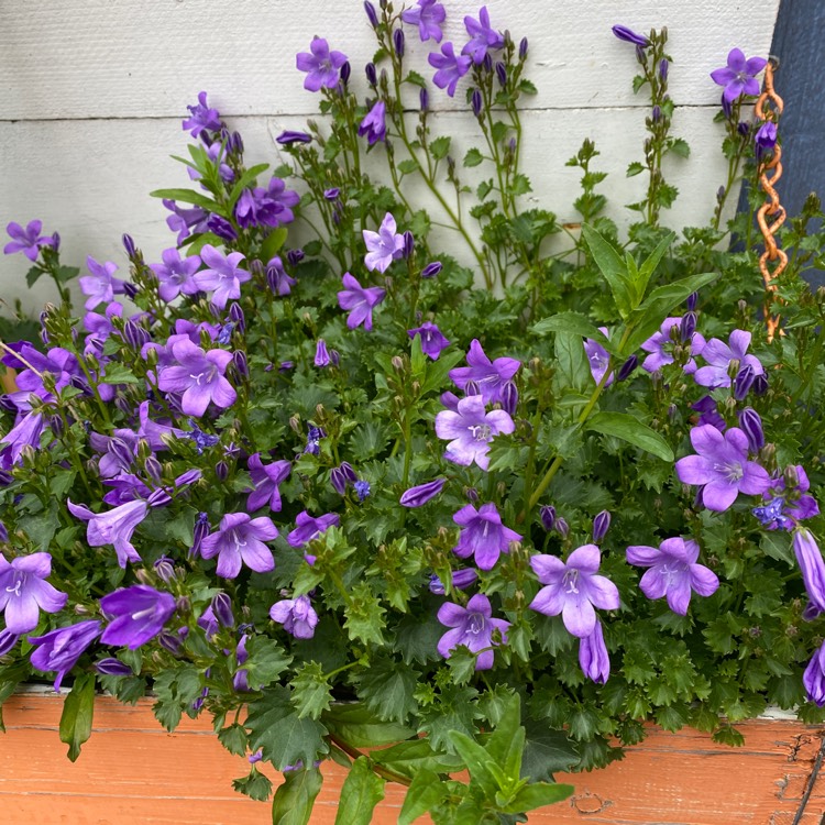 Plant image Campanula poscharskyana 'Stella'