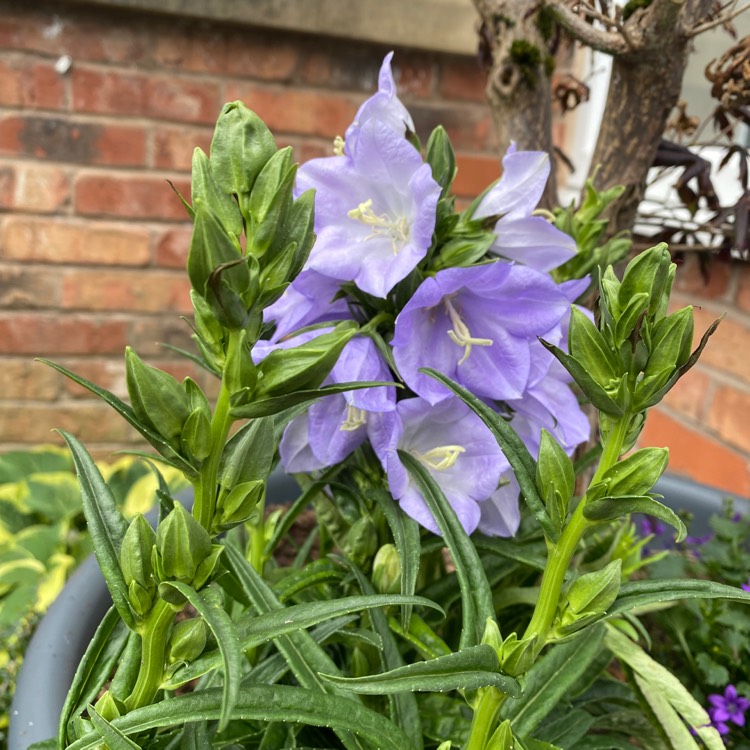 Plant image Campanula persicifolia 'Takion Blue' (Takion Series)