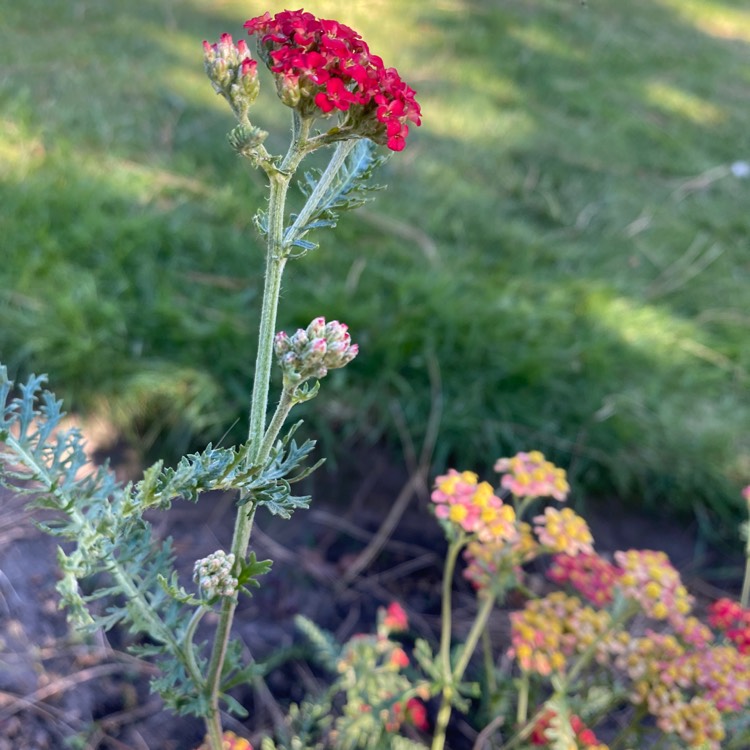 plant image 1617803