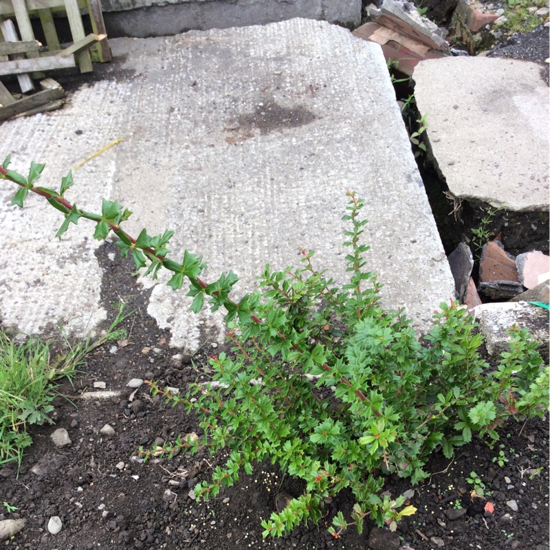 Janet's garden