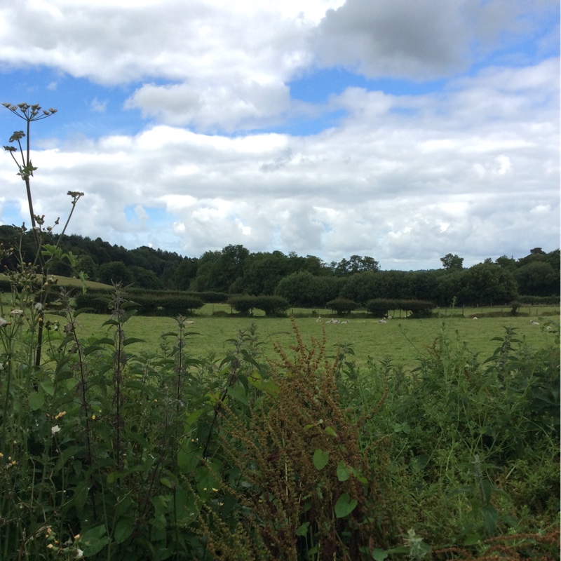 Janet's garden
