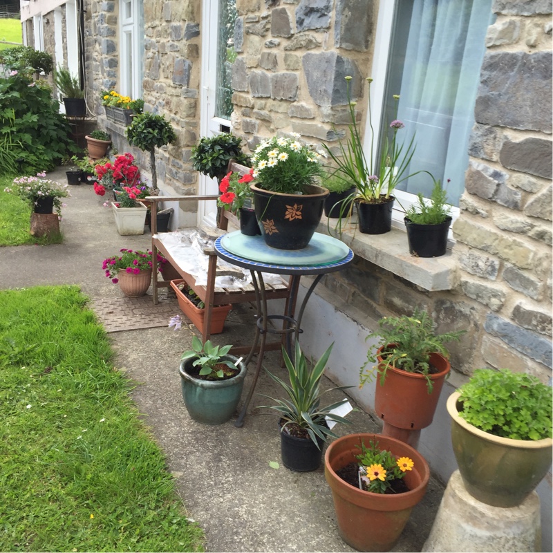 Janet's garden