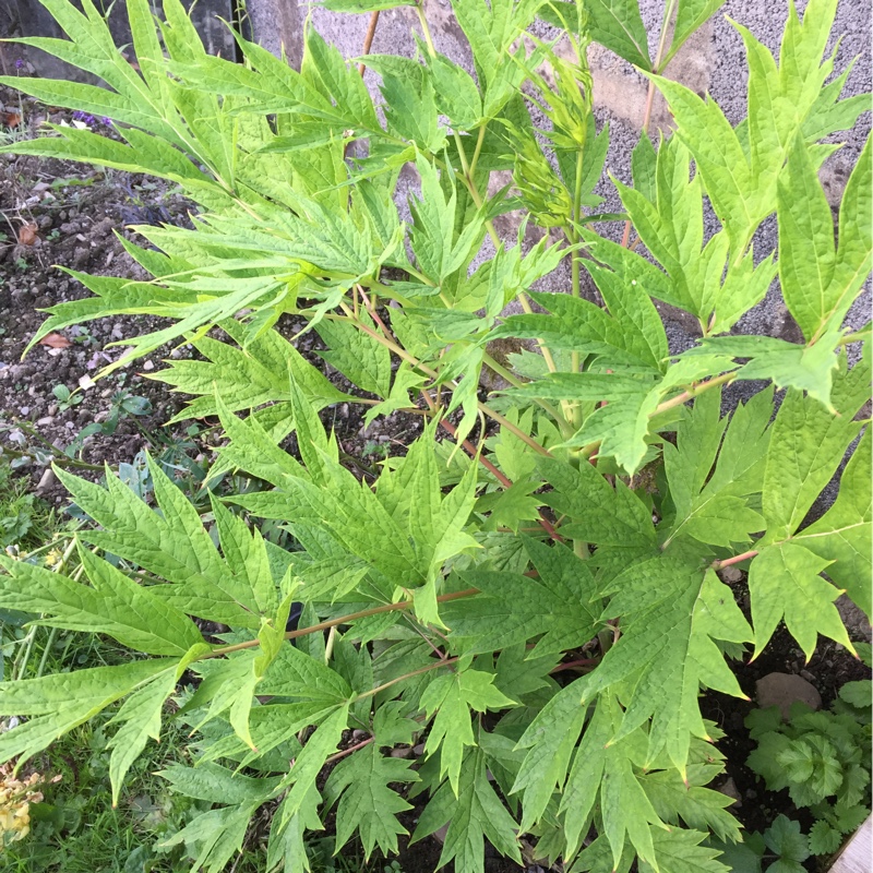 Janet's garden